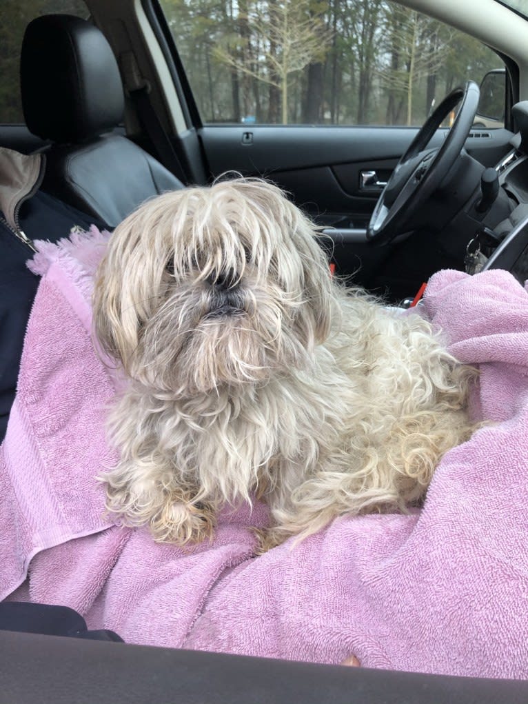 Charlie Angel, a Shih Tzu tested with EmbarkVet.com