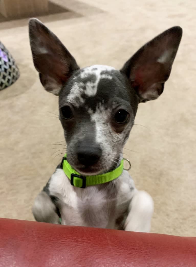 Jasper, a Chihuahua tested with EmbarkVet.com