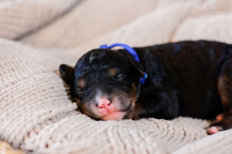 Ferdinand, a Bernedoodle tested with EmbarkVet.com