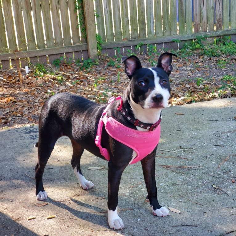 Maggie, an American Pit Bull Terrier tested with EmbarkVet.com