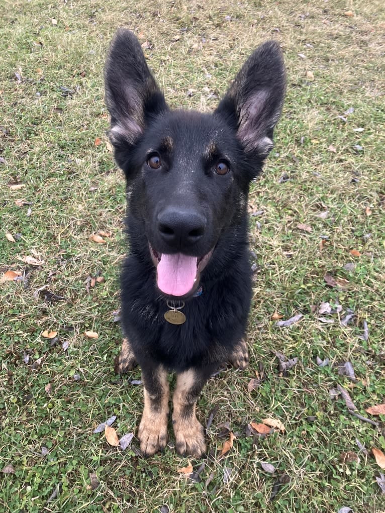 Dino, a German Shepherd Dog tested with EmbarkVet.com