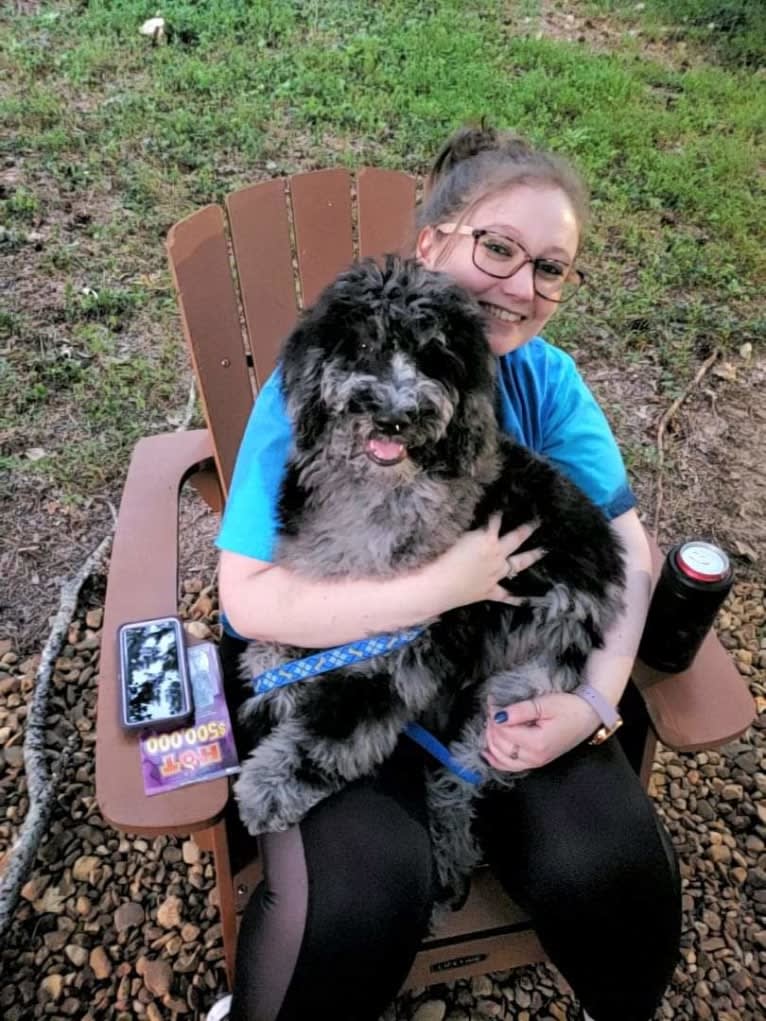 Cooper, a Poodle (Standard) tested with EmbarkVet.com