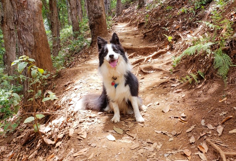 Kida, a Border Collie tested with EmbarkVet.com