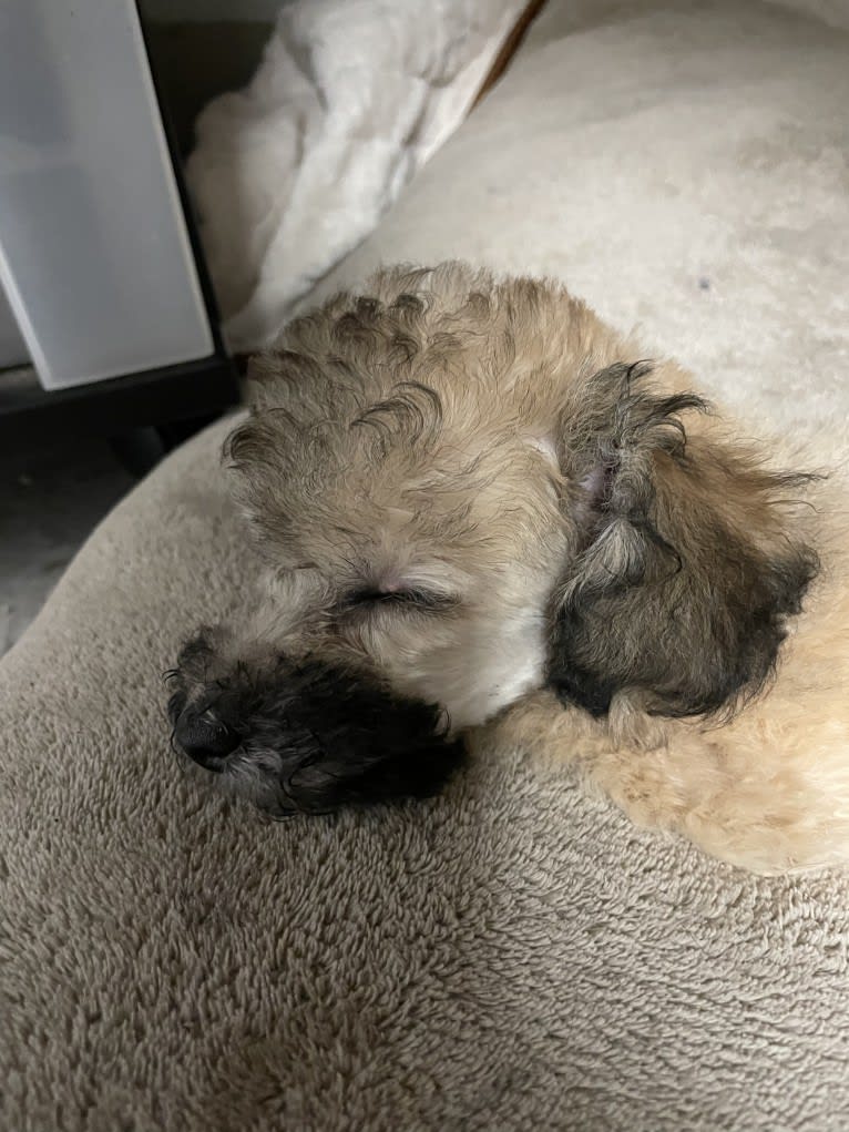 Bling, a Bichonpoo tested with EmbarkVet.com