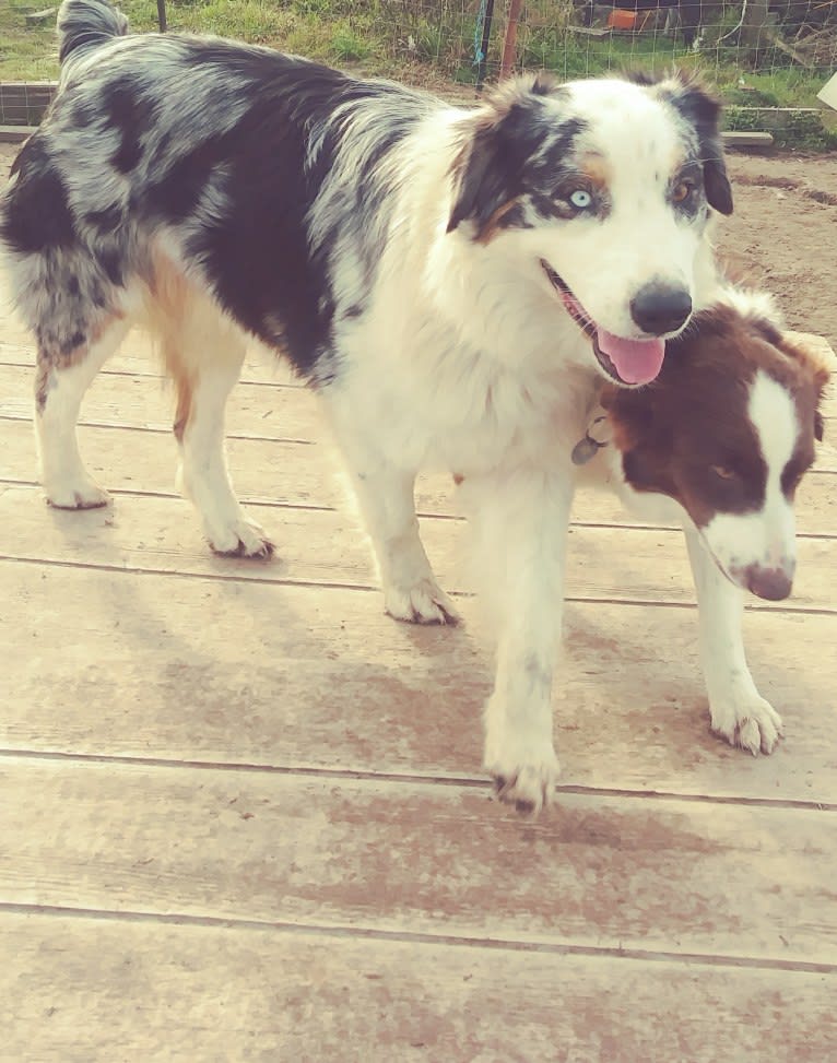 Salazar, an Australian Shepherd tested with EmbarkVet.com