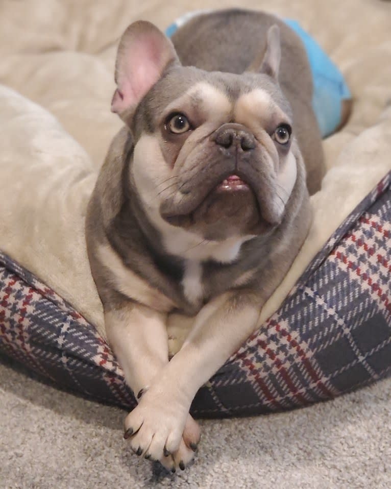 Pipes, a French Bulldog tested with EmbarkVet.com