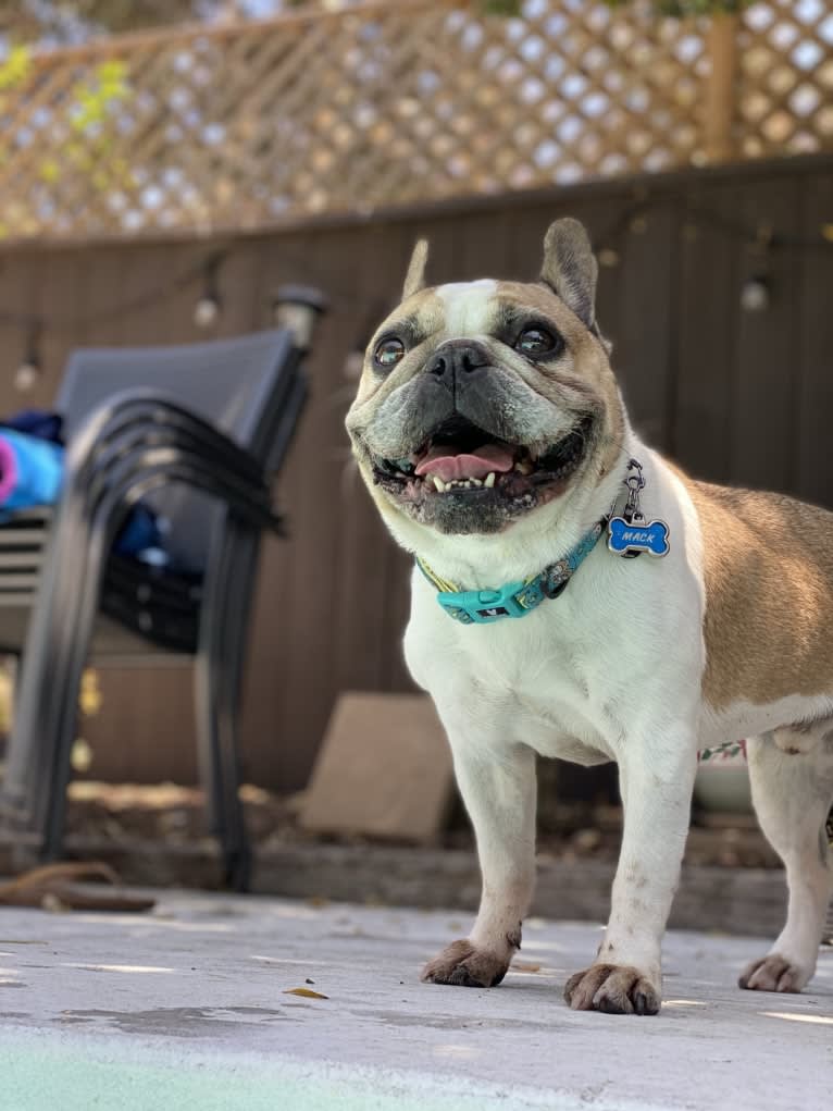 Macky, a French Bulldog tested with EmbarkVet.com