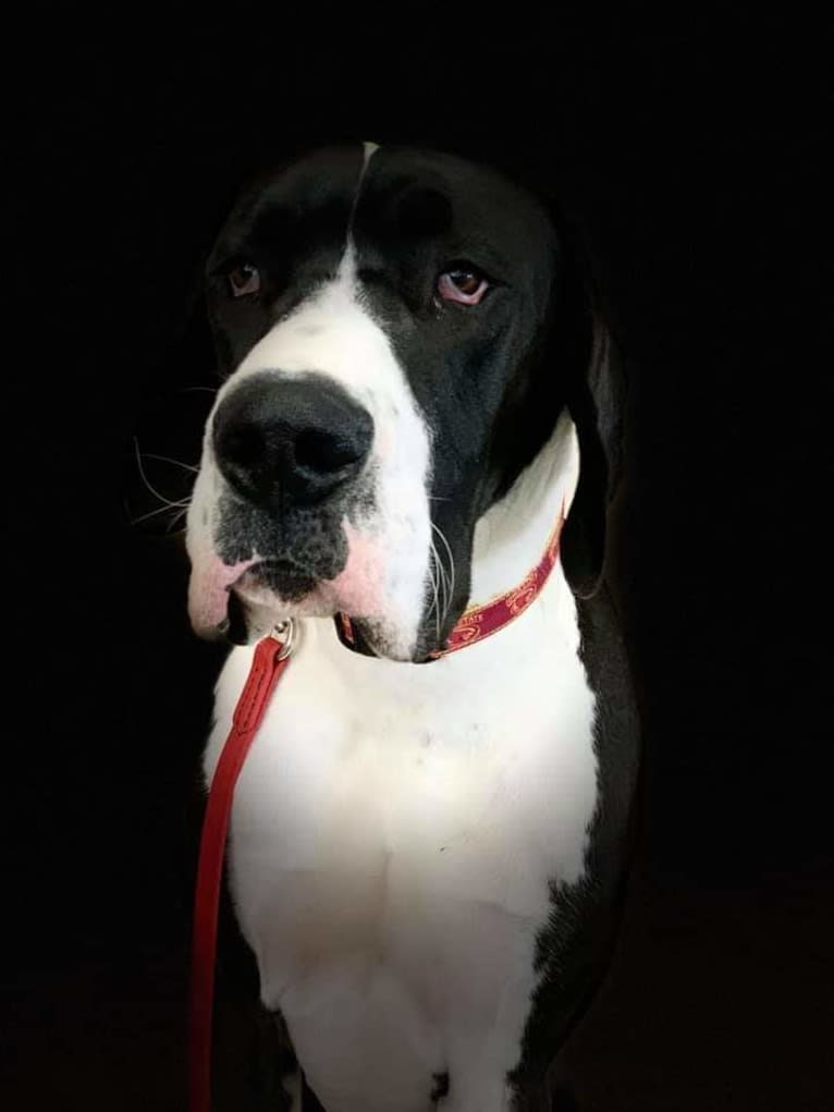 Gideon, a Great Dane tested with EmbarkVet.com