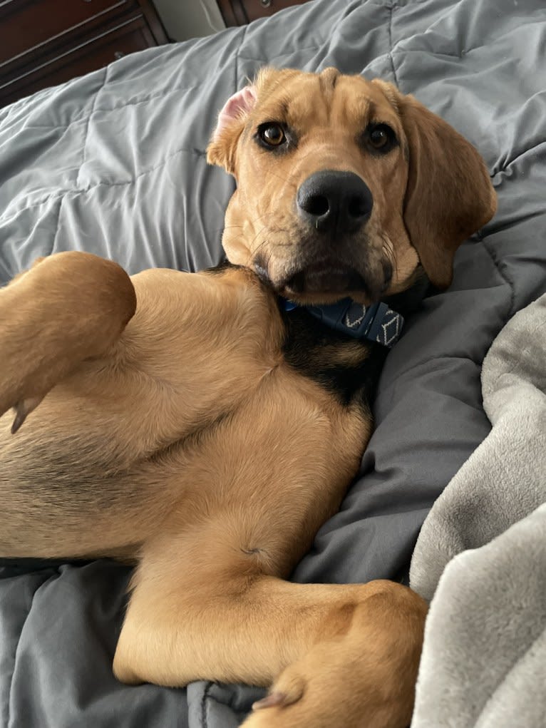 Marley, a Bloodhound and Treeing Walker Coonhound mix tested with EmbarkVet.com