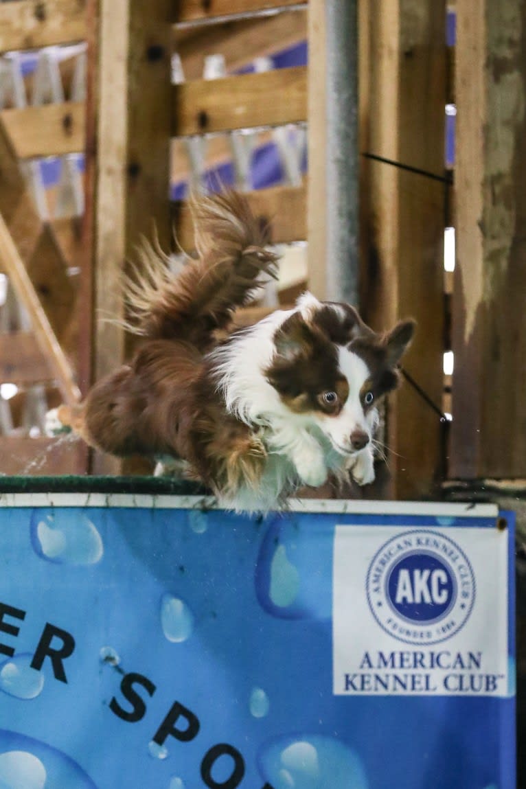 Ludo, an Australian Shepherd tested with EmbarkVet.com