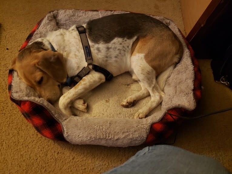 Snoopy, a Beagle and American Foxhound mix tested with EmbarkVet.com