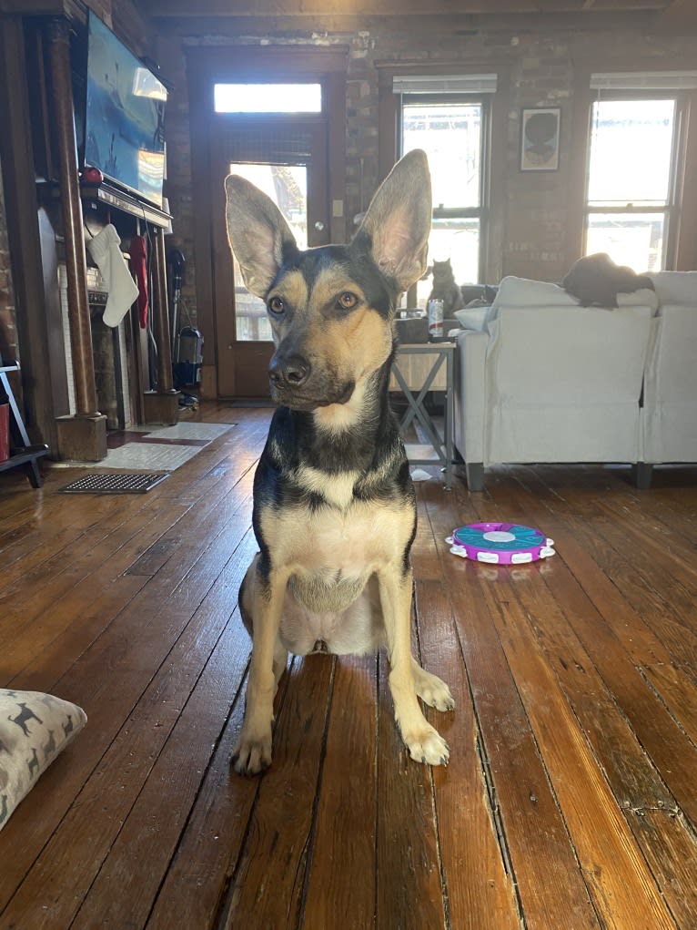 Ripley, a German Shepherd Dog and Great Pyrenees mix tested with EmbarkVet.com