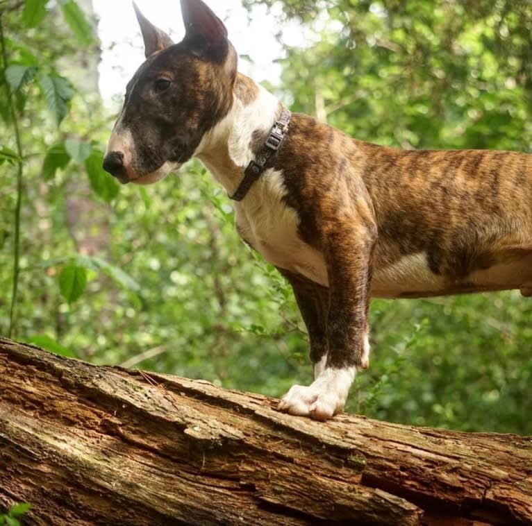 Dippy, a Bull Terrier tested with EmbarkVet.com