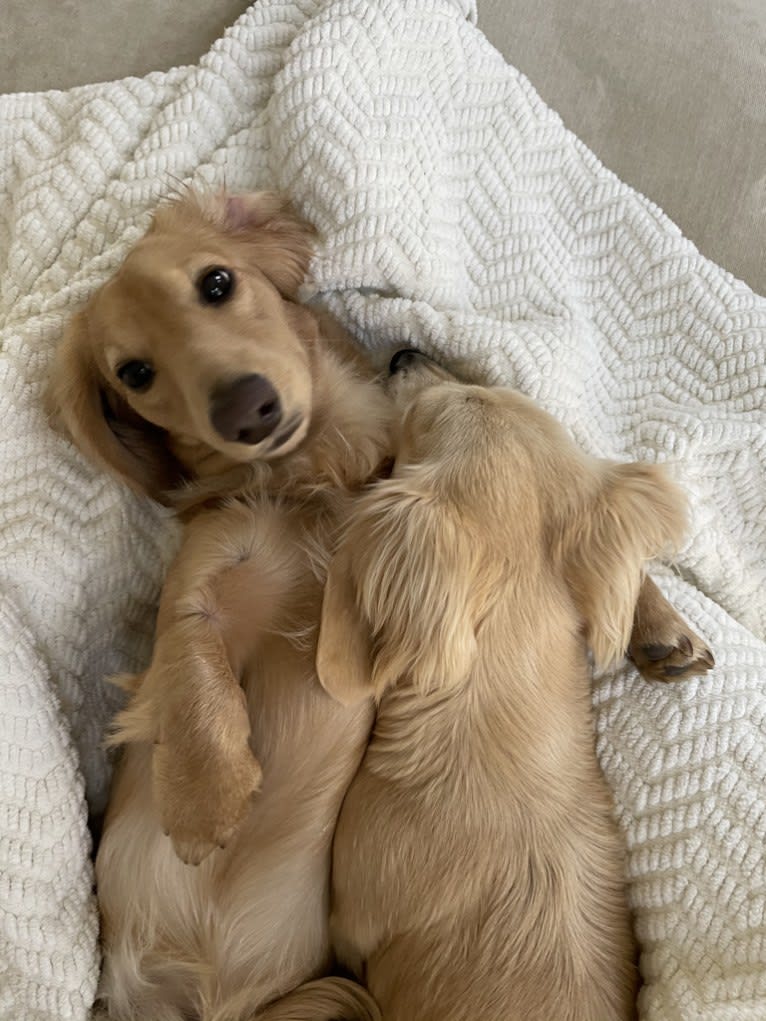 Oliver (Ollie) von Frederick, a Dachshund tested with EmbarkVet.com