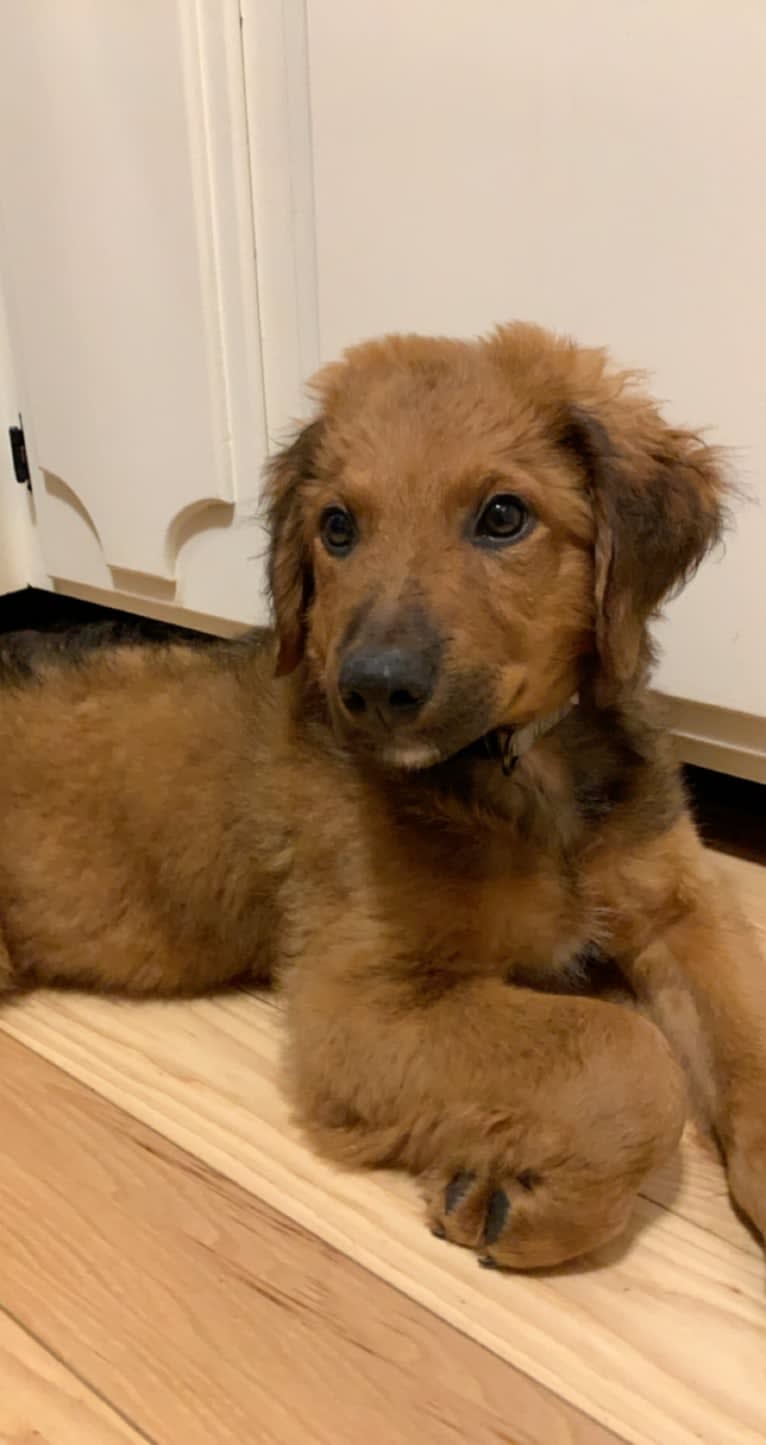 Milkyway Grizzly Adams, a Poodle (Standard) and Australian Cattle Dog mix tested with EmbarkVet.com