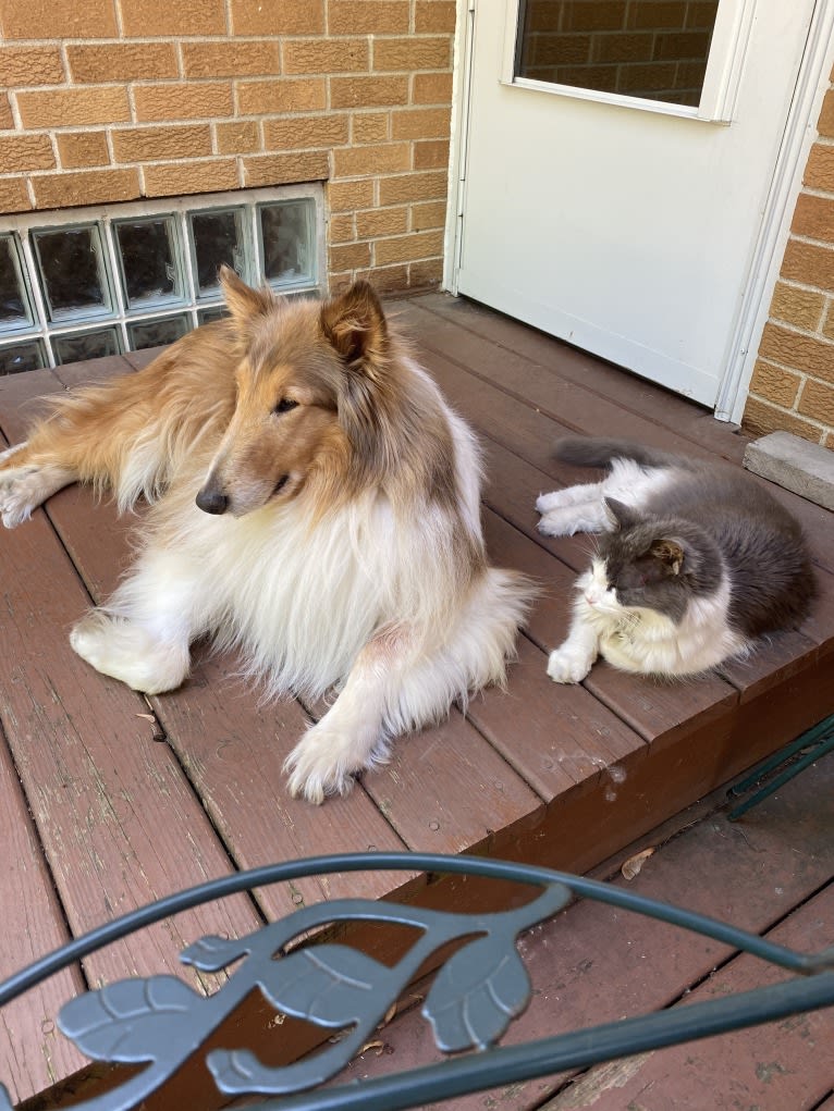 Sam, a Collie tested with EmbarkVet.com