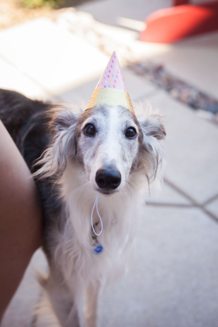 Sivi, a Silken Windhound tested with EmbarkVet.com