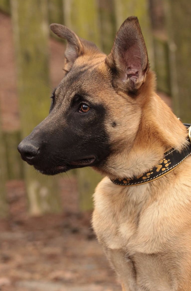 Winny, a Belgian Shepherd tested with EmbarkVet.com