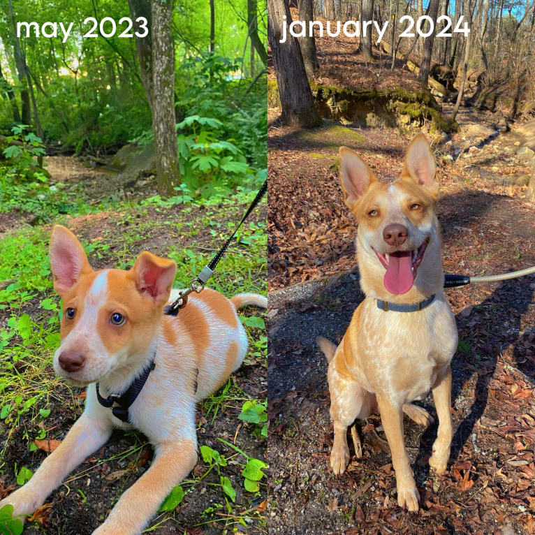 Lou, an Australian Cattle Dog and Australian Shepherd mix tested with EmbarkVet.com