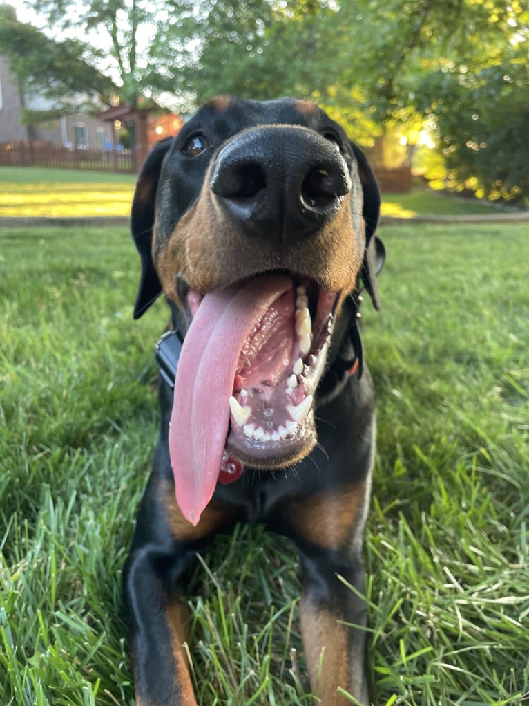 Arlo, a Doberman Pinscher tested with EmbarkVet.com