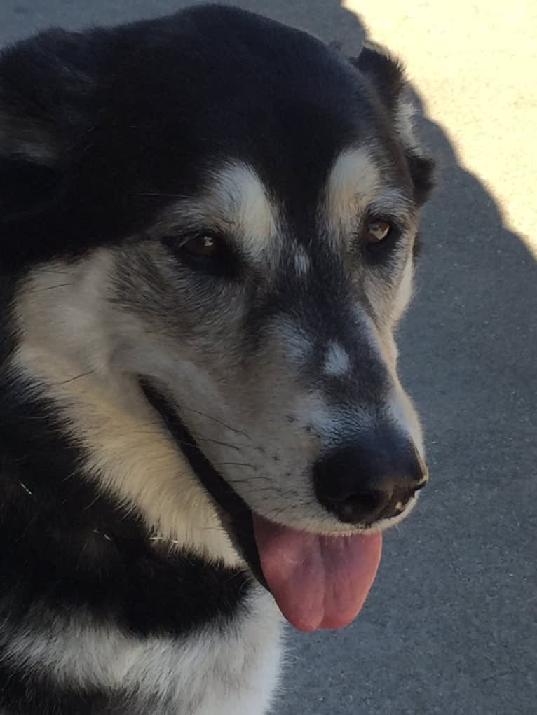 Bella, a Labrador Retriever and Siberian Husky mix tested with EmbarkVet.com