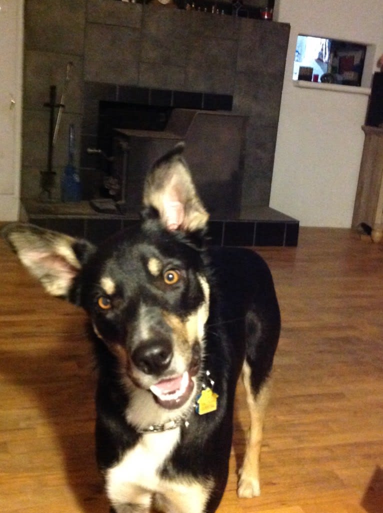 Ollie, a Border Collie tested with EmbarkVet.com