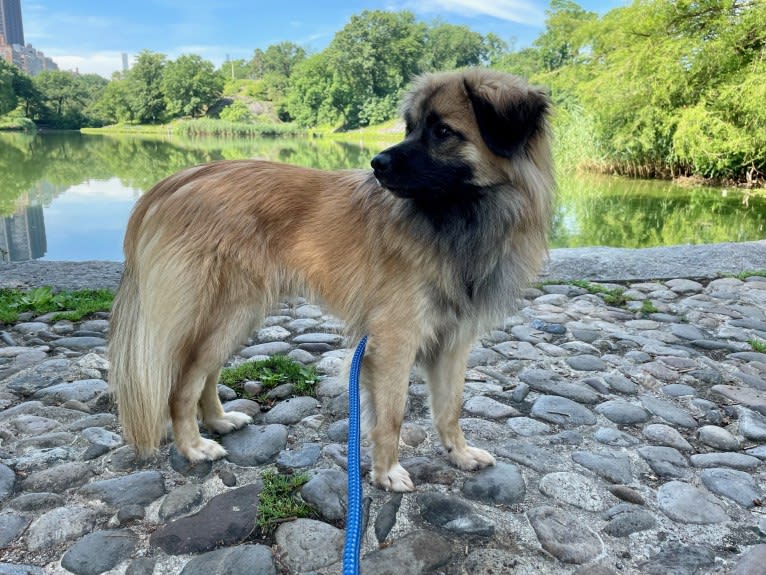 Wesley, a Chinese Village Dog tested with EmbarkVet.com