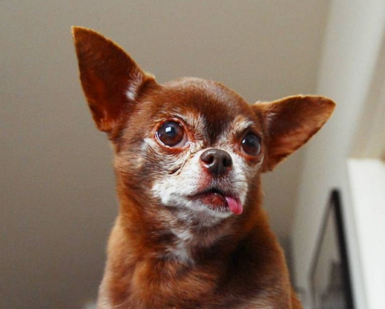 Chloe Kardoggian, a Chihuahua tested with EmbarkVet.com