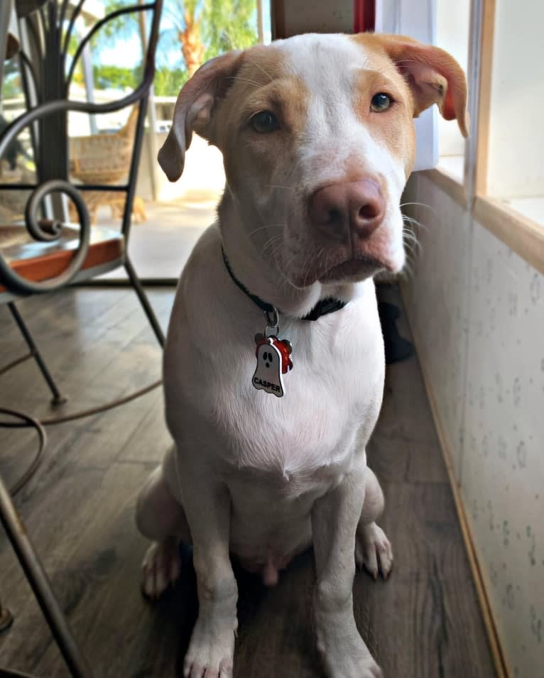 Casper, an American Pit Bull Terrier and Labrador Retriever mix tested with EmbarkVet.com