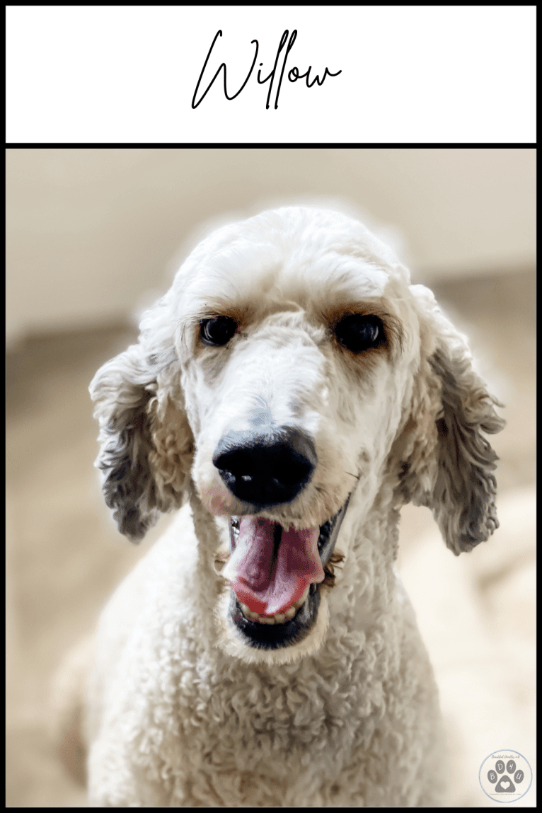 Willow, a Poodle (Standard) tested with EmbarkVet.com