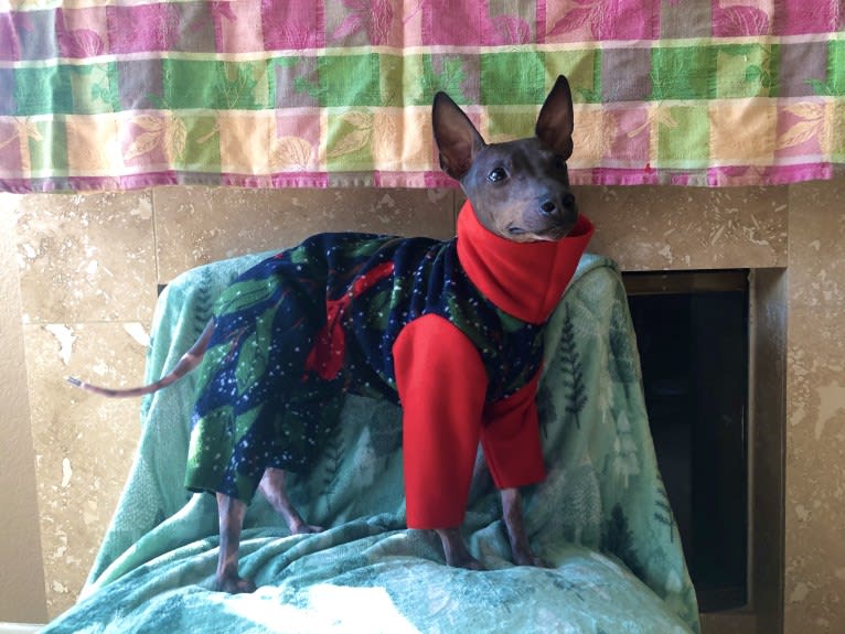 Louie, an American Hairless Terrier tested with EmbarkVet.com