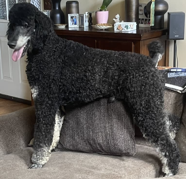Finnley, a Poodle (Standard) tested with EmbarkVet.com
