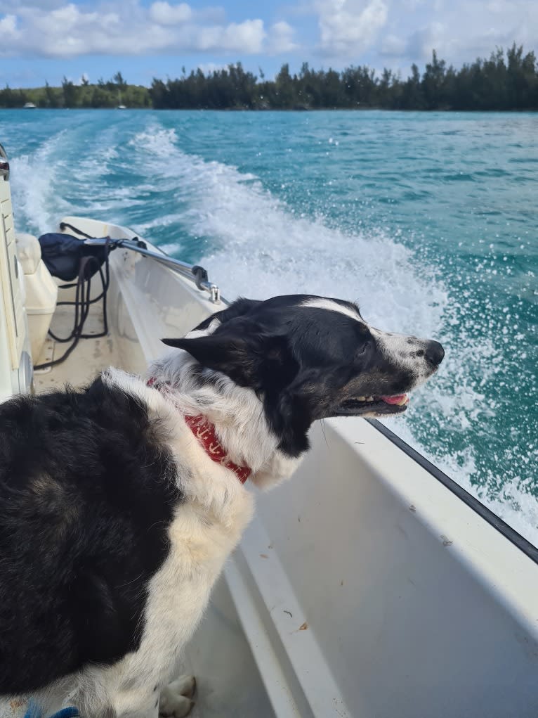 Gypsy, a Border Collie tested with EmbarkVet.com