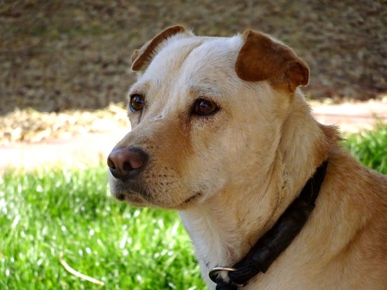 Doc, a Chihuahua and American Pit Bull Terrier mix tested with EmbarkVet.com