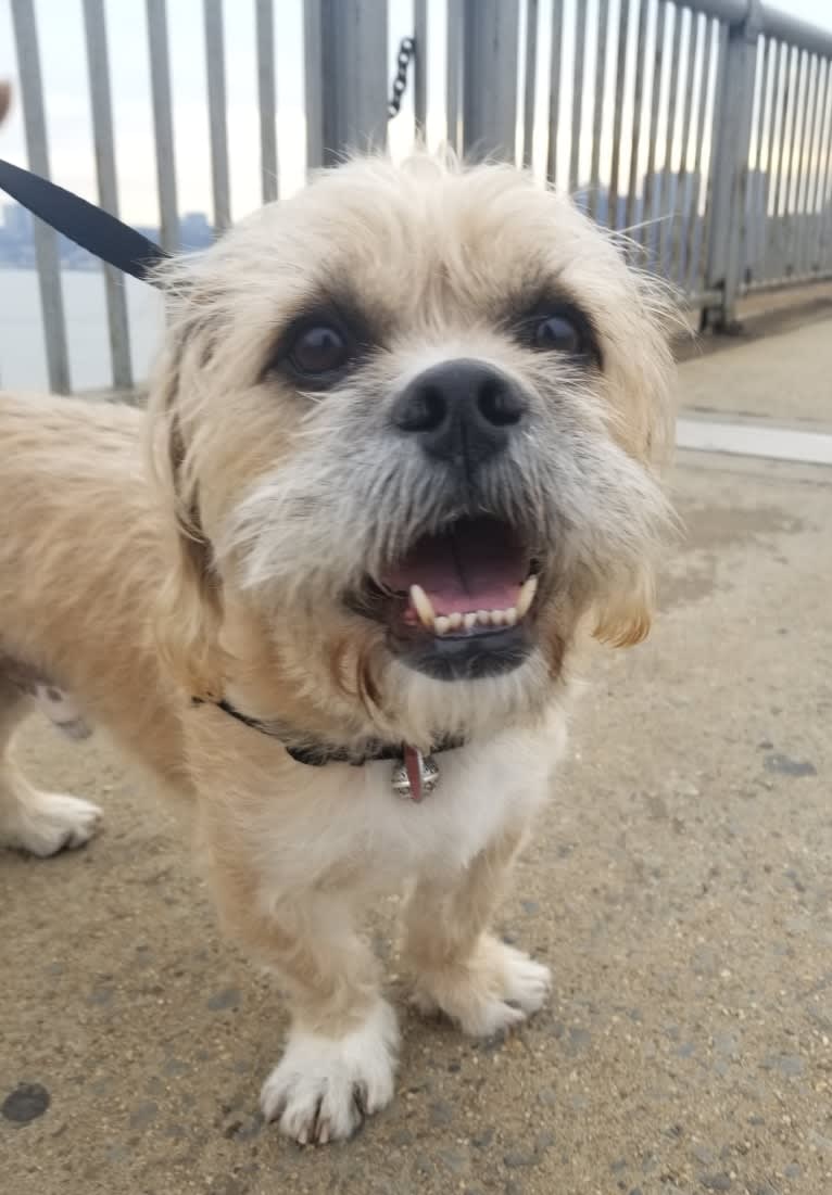 Mandoo, a Shih Tzu and American Pit Bull Terrier mix tested with EmbarkVet.com