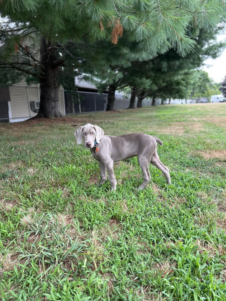 Apollo, a Weimaraner tested with EmbarkVet.com