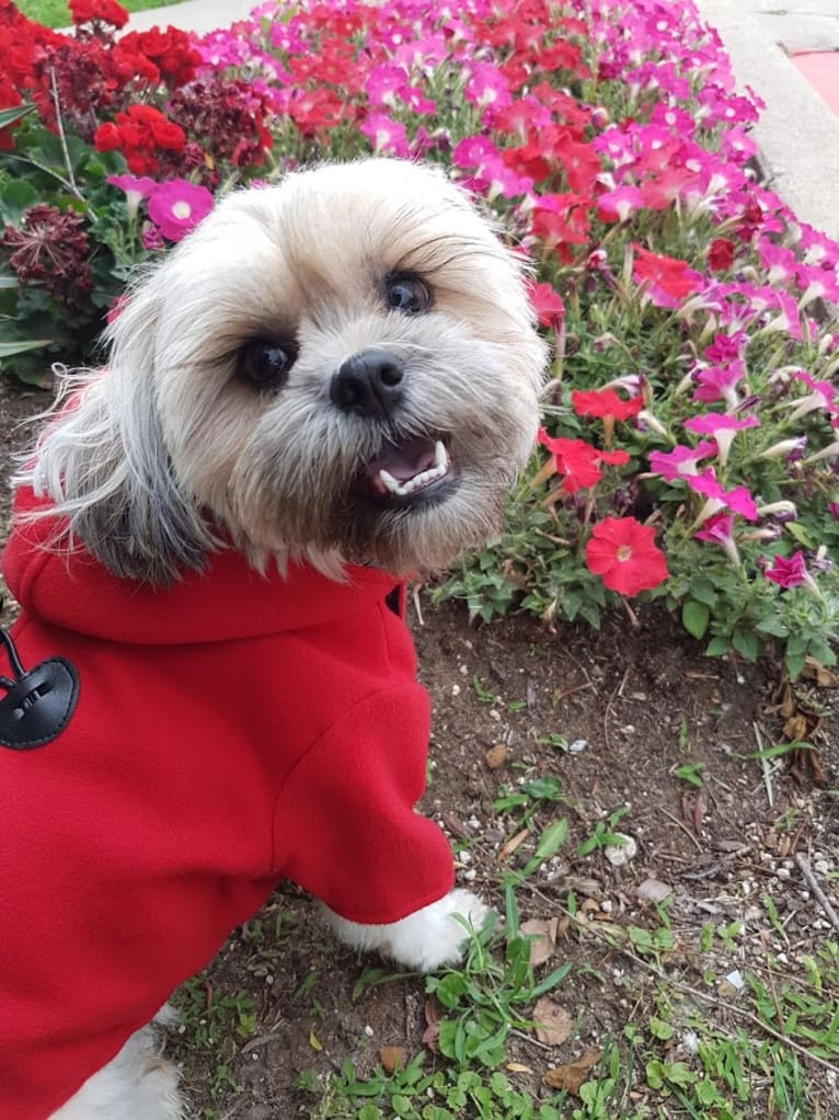 Mochi, a Shih Tzu and Poodle (Small) mix tested with EmbarkVet.com