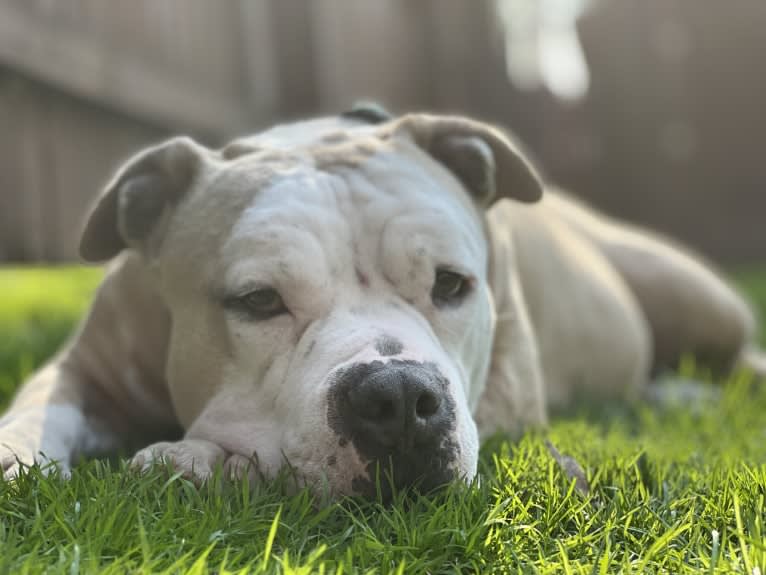 Rambo, an American Bully tested with EmbarkVet.com