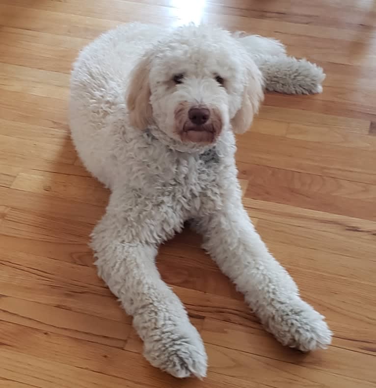 Orie, a Goldendoodle tested with EmbarkVet.com