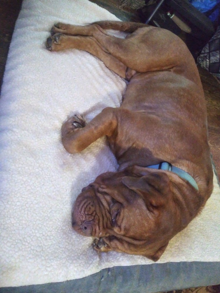 Brutis II, a Dogue de Bordeaux tested with EmbarkVet.com