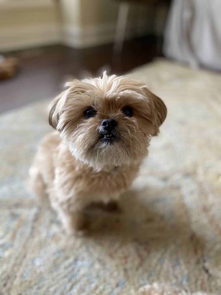 Buddy, a Yorkshire Terrier and Shih Tzu mix tested with EmbarkVet.com