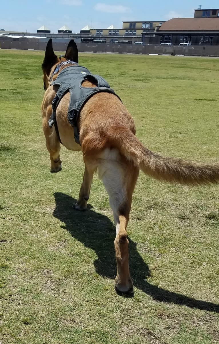 Sully, a Belgian Shepherd tested with EmbarkVet.com