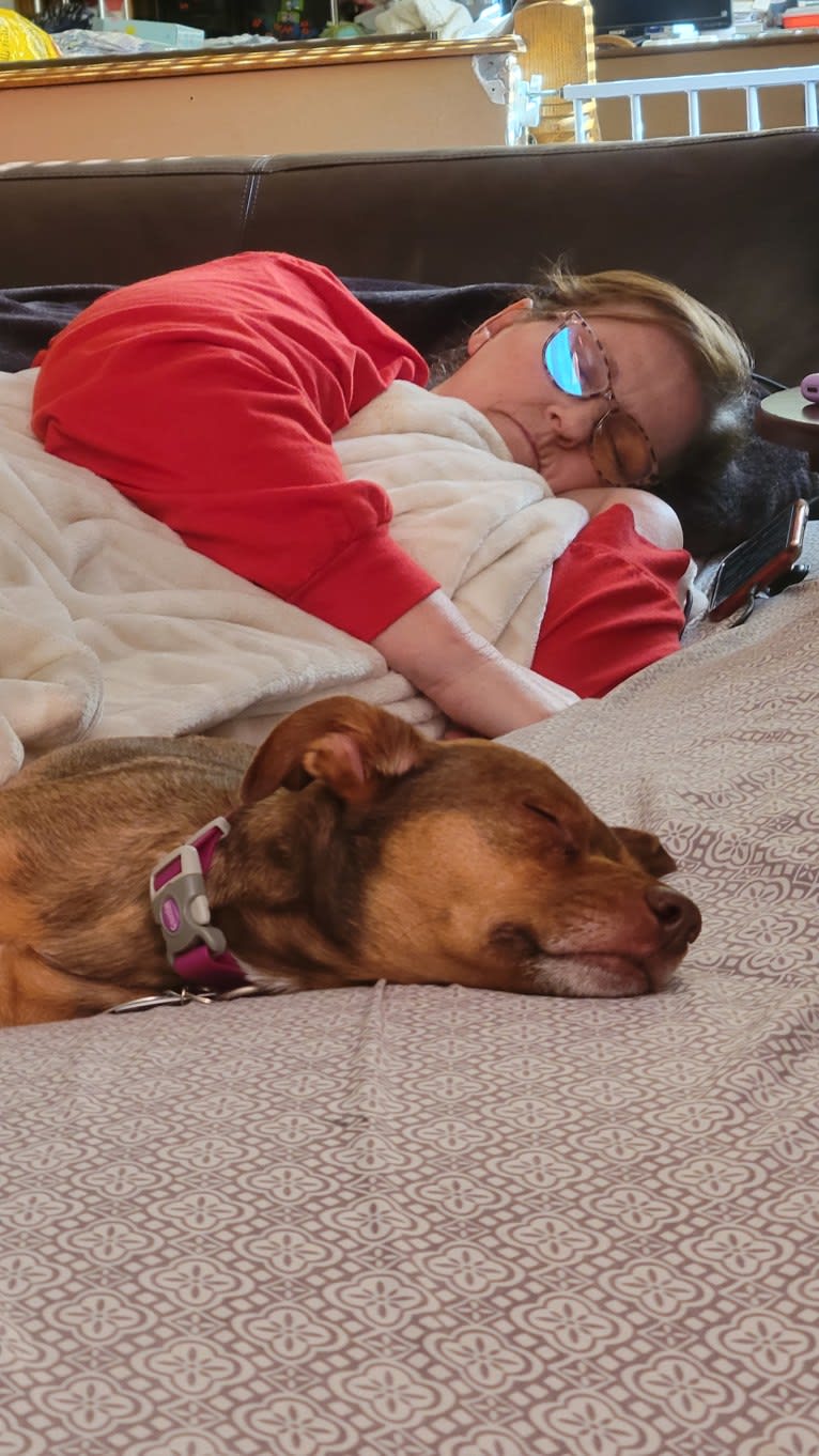 Holly, a Boston Terrier and Chihuahua mix tested with EmbarkVet.com