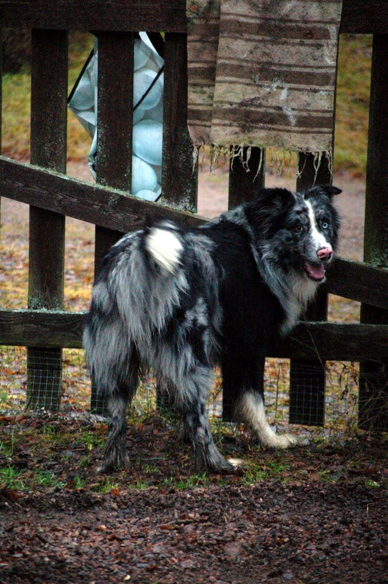 Ragnar, an Australian Shepherd and Norwegian Elkhound mix tested with EmbarkVet.com