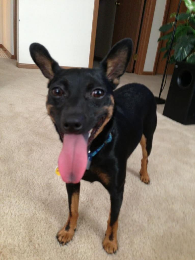 Jack Bliss, a Miniature Pinscher and Chihuahua mix tested with EmbarkVet.com