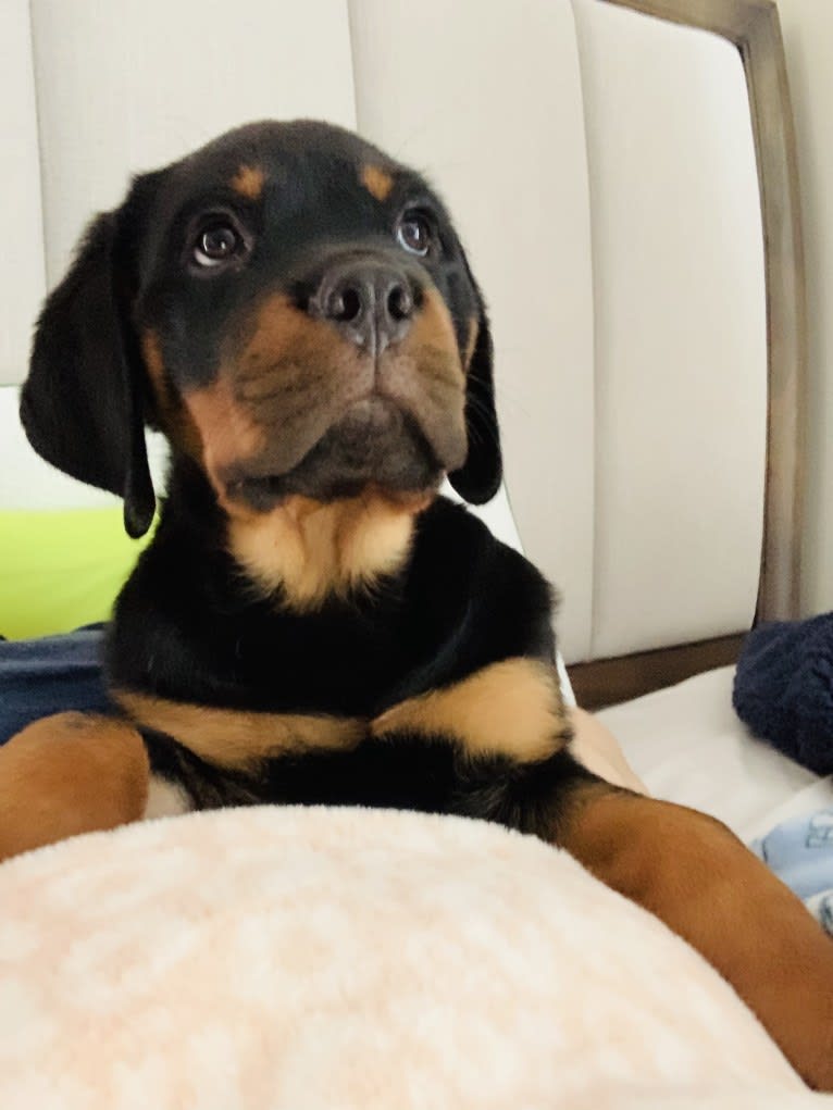 Chompy, a Rottweiler tested with EmbarkVet.com