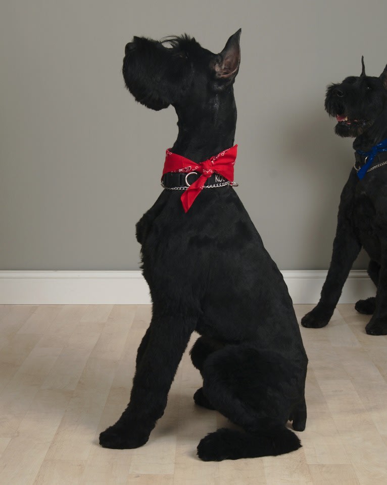 Kooper Shand Clark, a Giant Schnauzer tested with EmbarkVet.com