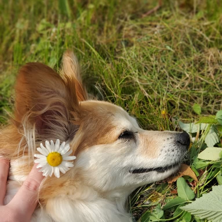 Rusko, a Papillon tested with EmbarkVet.com