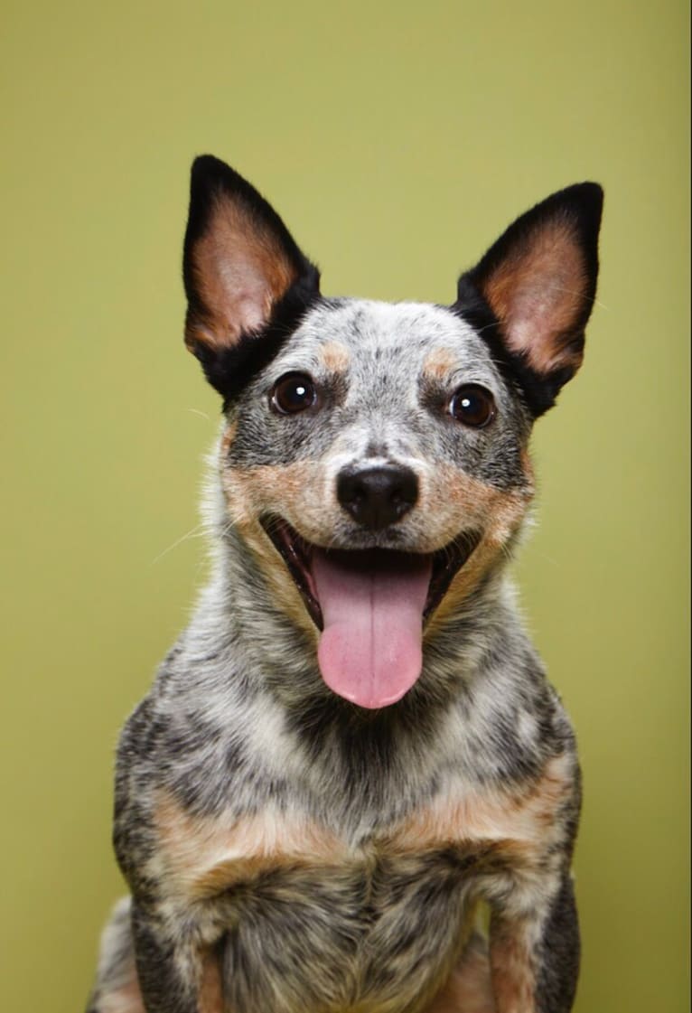 Plop, an Australian Cattle Dog and Rat Terrier mix tested with EmbarkVet.com