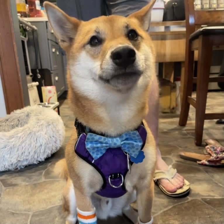 Ricky, a Shiba Inu tested with EmbarkVet.com